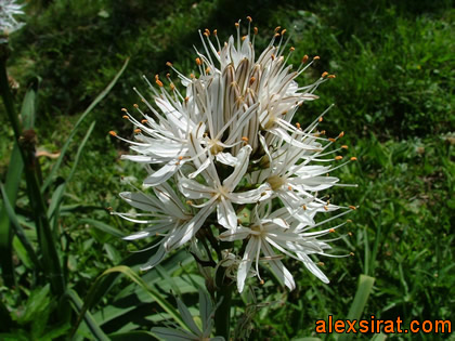 Asphodelus albus Val d'Aran Alex Sirat